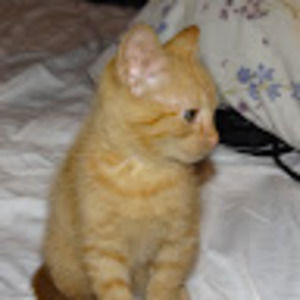 Meet your Posher, Lee